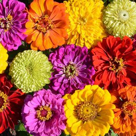 Painted Wagon, Zinnia Seeds